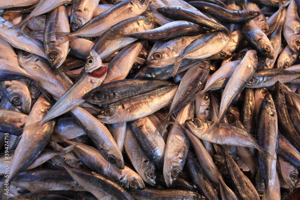 Fisch 62 Fisch 62