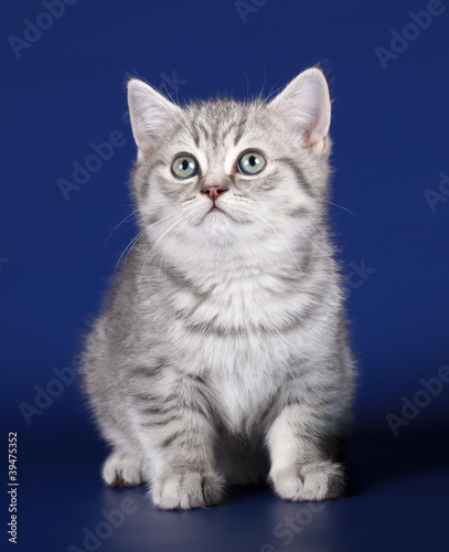 Kitten on blue background