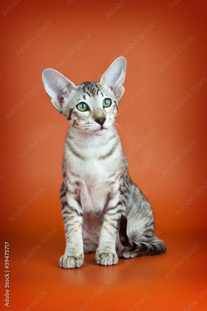Oriental cat on orange background