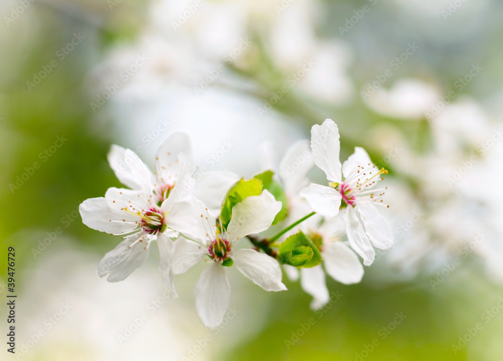 Spring white blossoms.