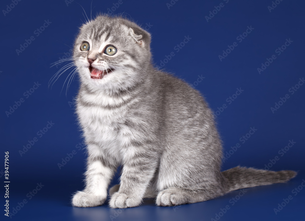 Obraz premium Kitten on blue background