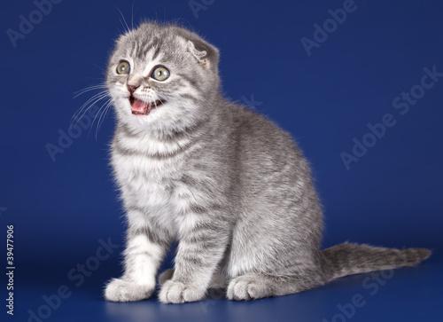 Kitten on blue background © mdmmikle