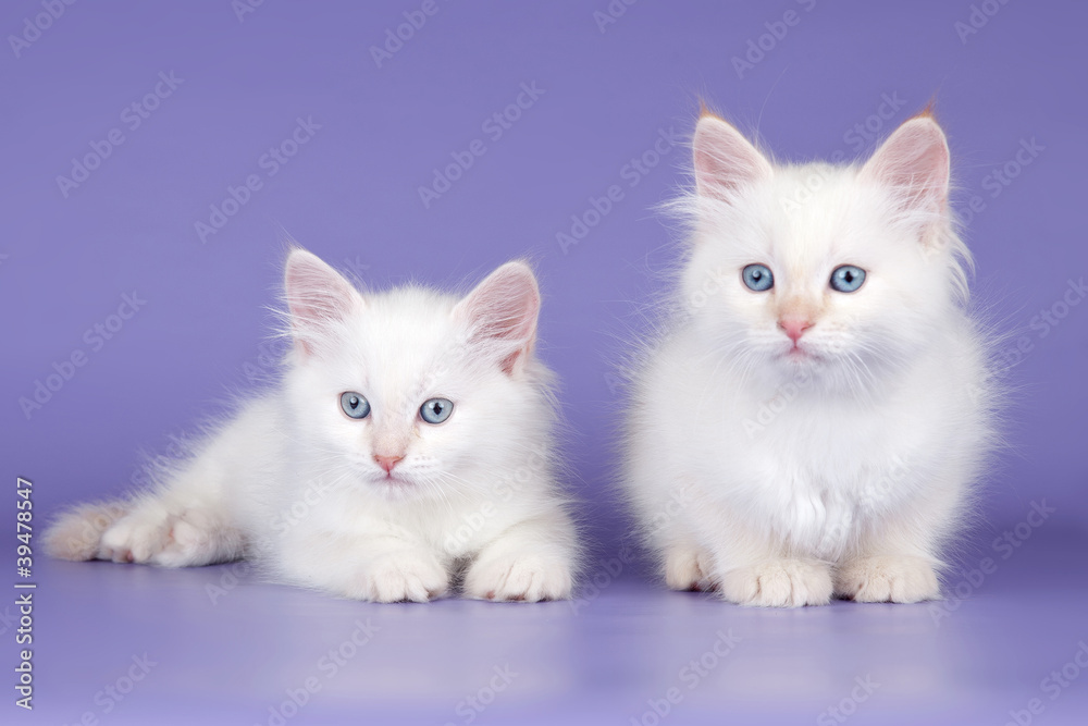 Two white kitten on purple background