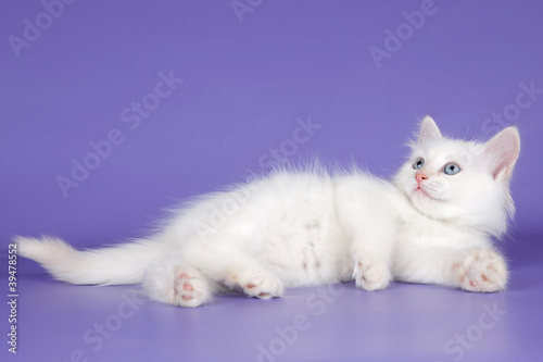 White kitten on purple background