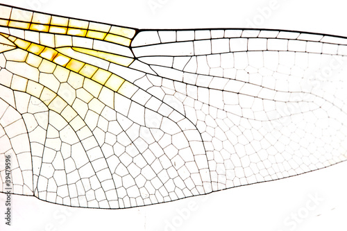 closeup image of dragonfly wing