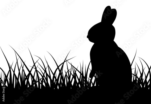 rabbit standing on grass