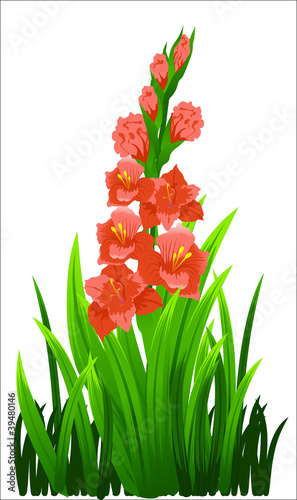 spring flowers gladiolus