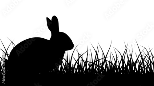 rabbit sitting in grass