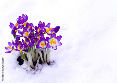 Purple Crocus in snow