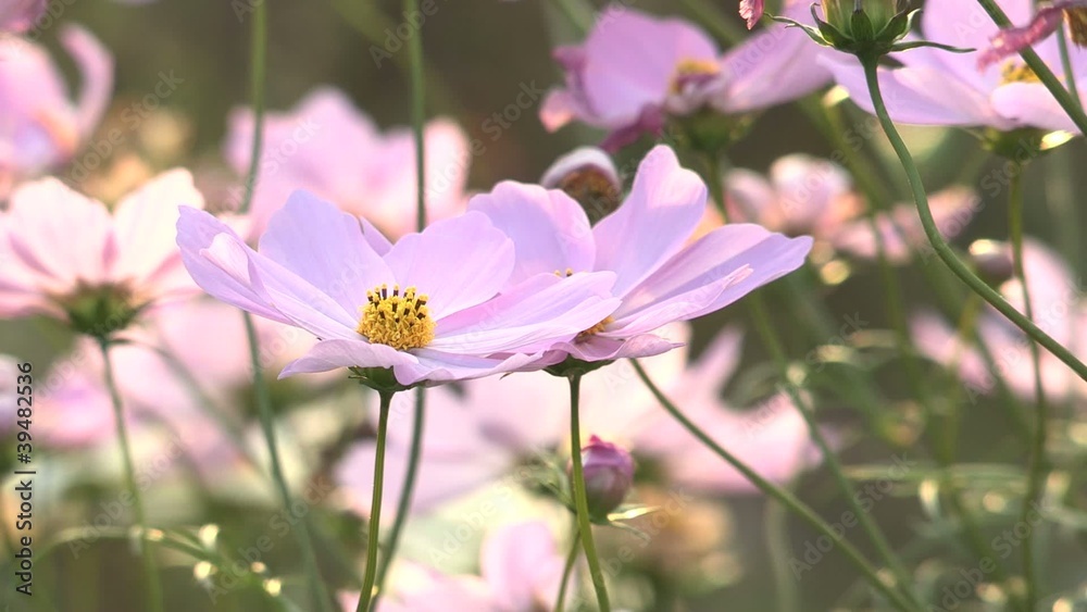 Autumn flower,Cosmos,in Showa Kinen Park,Tokyo Autumn flower,Cosmos,in Showa Kinen Park,Tokyo