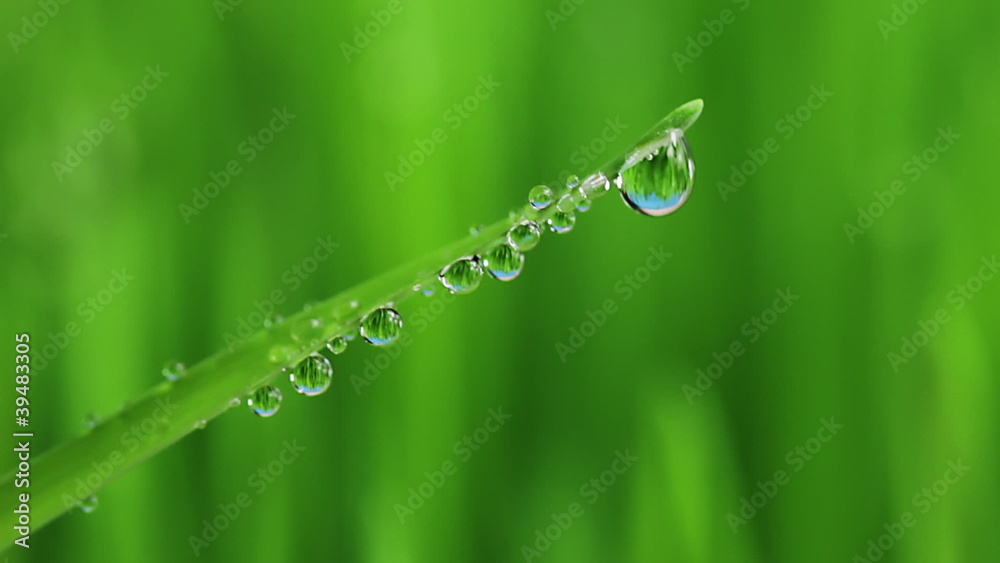 Grass Grass