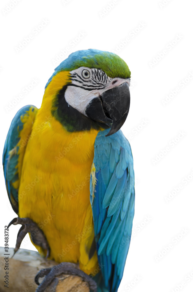 Fototapeta premium Parrot - Blue-and-Yellow Macaw