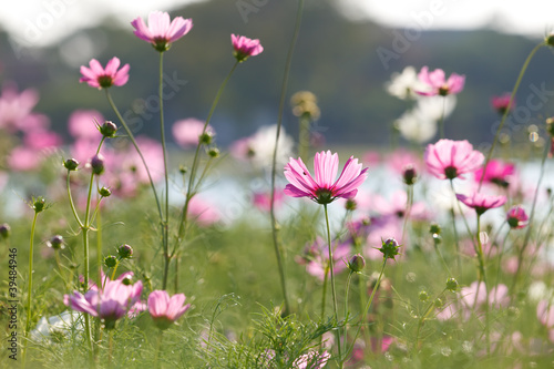 Blossom pink flower © SIRIPONG JITCHUM