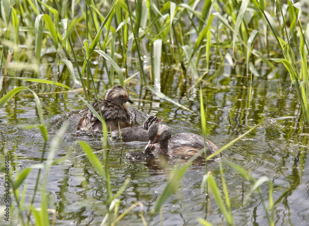 Horned Grebe and babies Horned Grebe and babies
