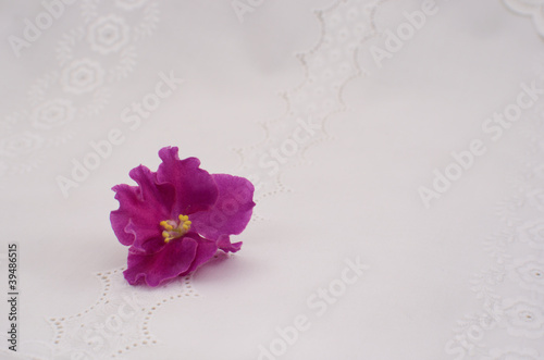 violet flowers on white background