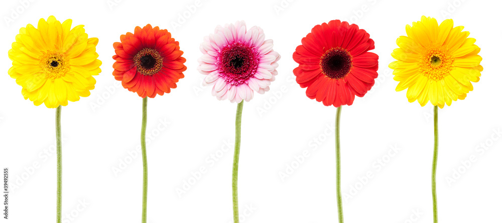 Gerbera, Sammlung vor weissem Hintergrund