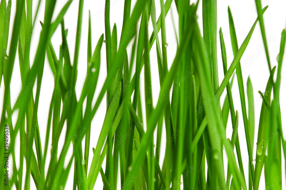Wheat grass Wheat grass