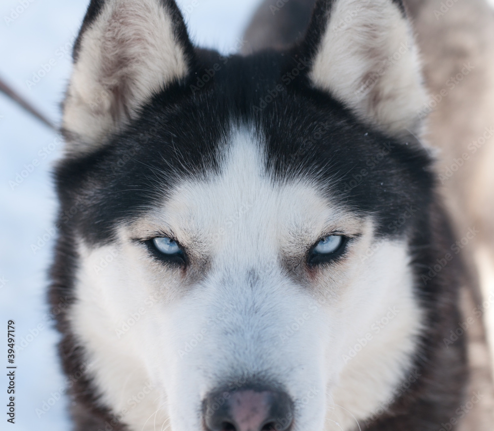 Husky blue eyes