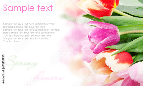 Tulip flowers postcard concept