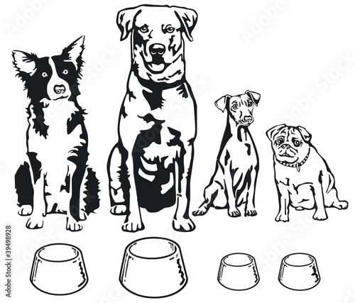 vier Hunde mit Futternapf
