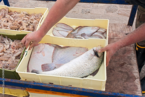 crates of freshly caught fish photo