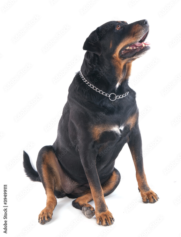 Rottweiler