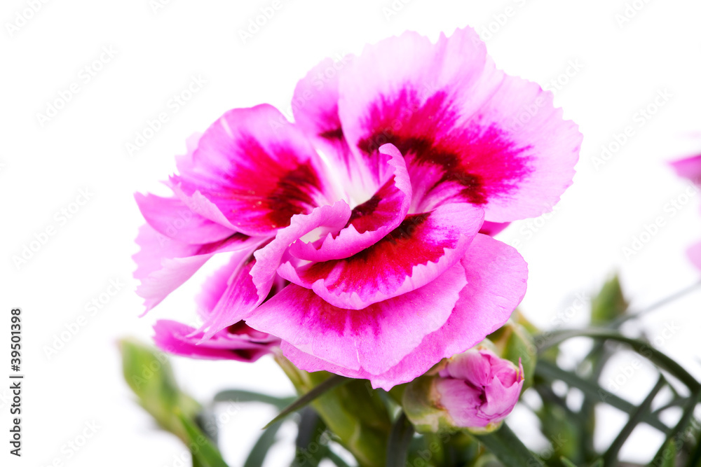 Pink carnation flower in closeup Pink carnation flower in closeup