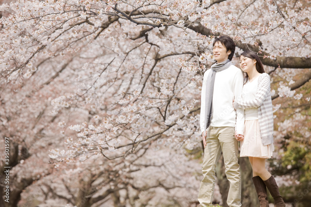 Fototapeta premium 花見をするカップル