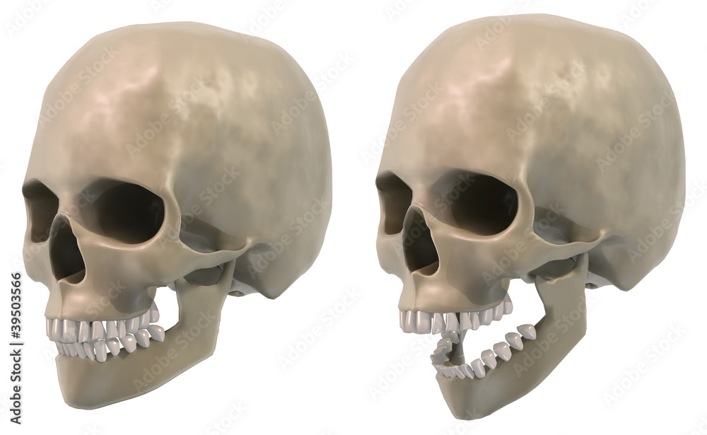 skull three quarter views skull three quarter views