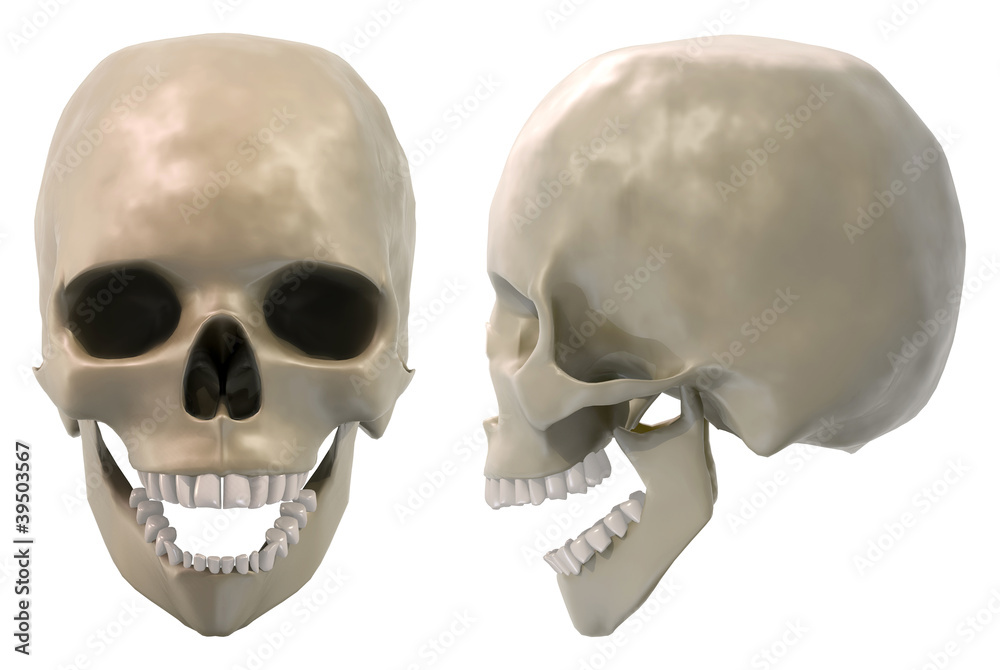 Obraz premium skull front and side jaw open