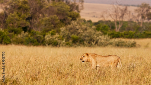 African Lioness in the Maasai Mara National Park, Kenya