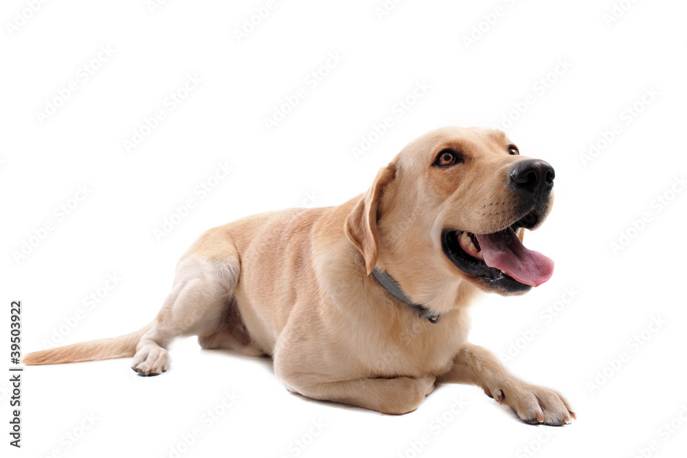 labrador labrador