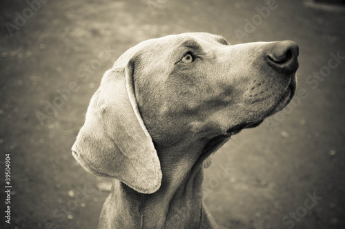 Weimararner Puppy Dog