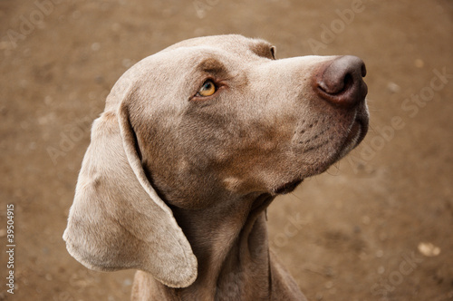 Weimararner Puppy Dog