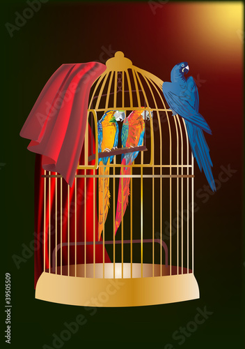 three parrots in cage