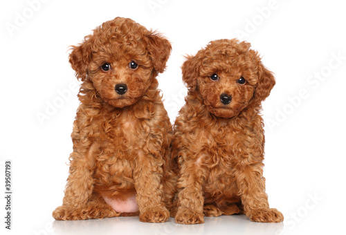 toy Poodle puppies portrait © jagodka