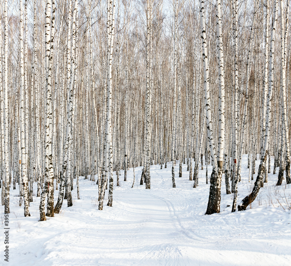 Fototapeta premium Ski run in a winter birch forest