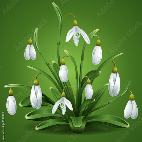Snowdrops