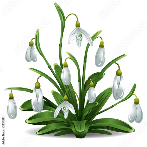 Snowdrops