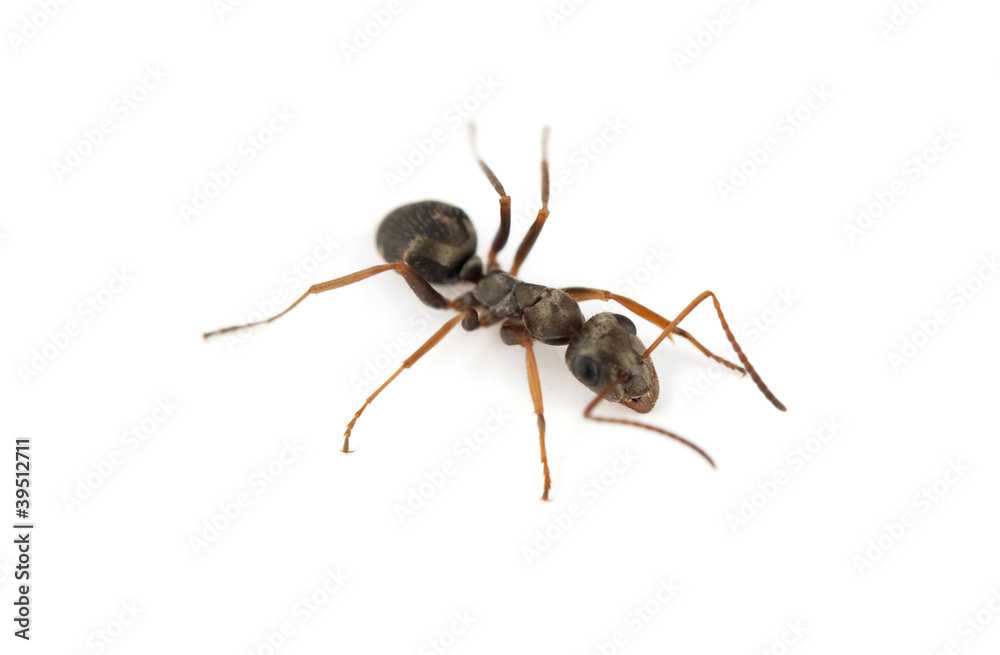 big forest ant big forest ant