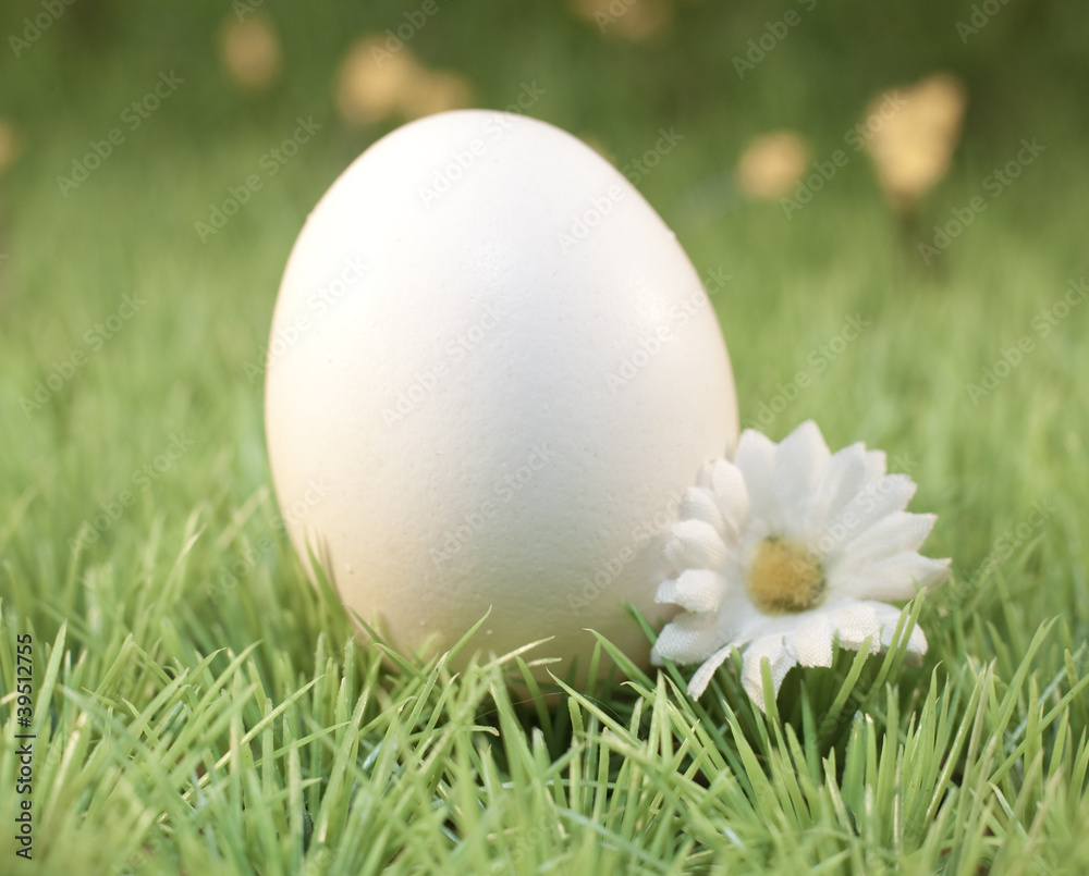 oeufs blanc sur une pelouse verte oeufs blanc sur une pelouse verte