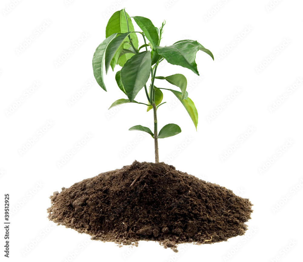 plant plant