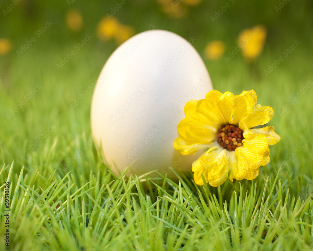 oeuf blanc et fleur jaune sur de l'herbe oeuf blanc et fleur jaune sur de l'herbe