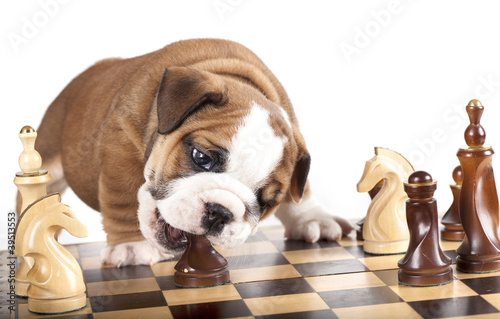 Puppy english Bulldog  and chess © liliya kulianionak