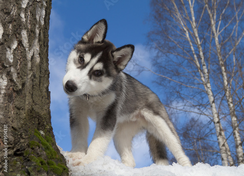 Fotografie Siberian Husky Puppy