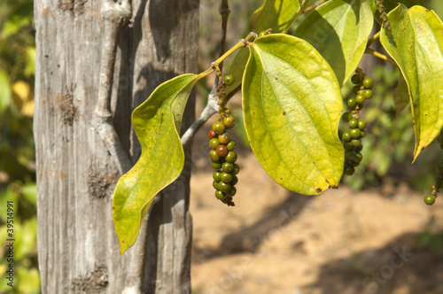 Pepper Garden in Phu Quoc Vietnam