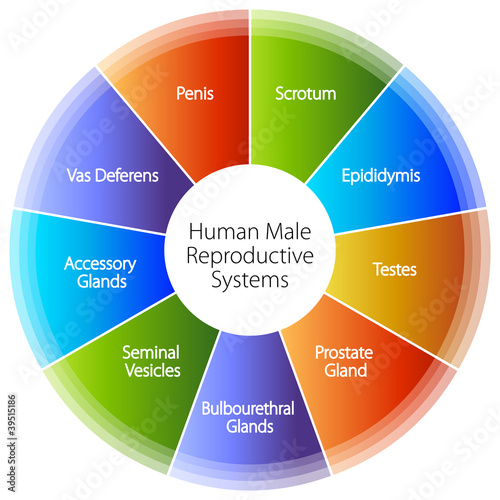 Human Male Reproductive Systems Chart