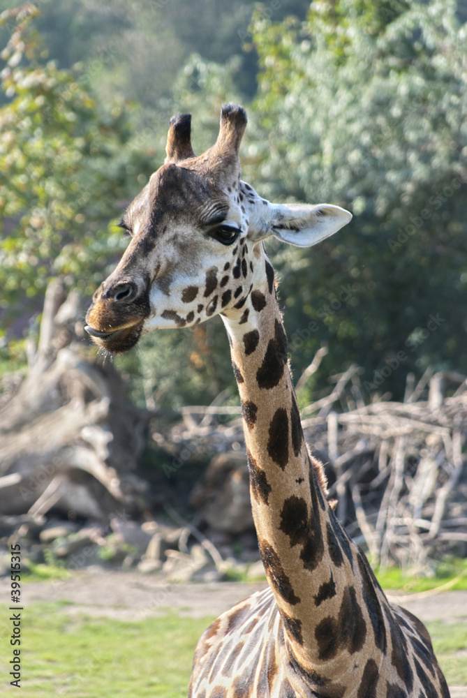 Obraz premium Giraffe