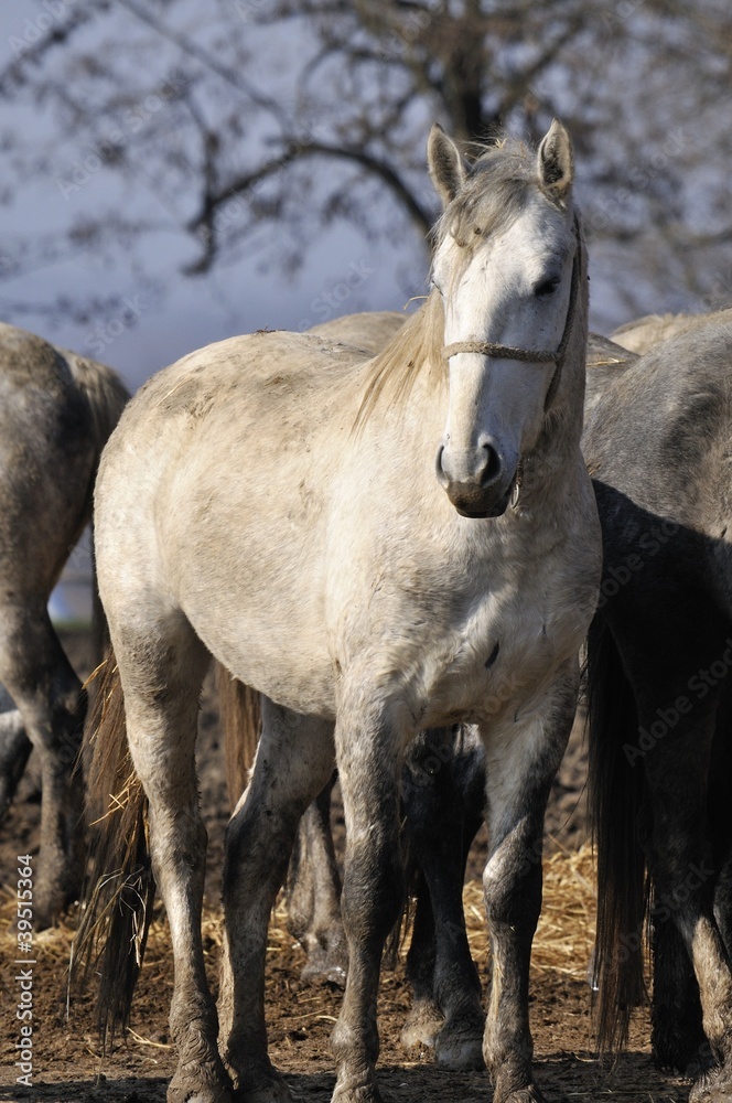 Obraz premium On the horse farm