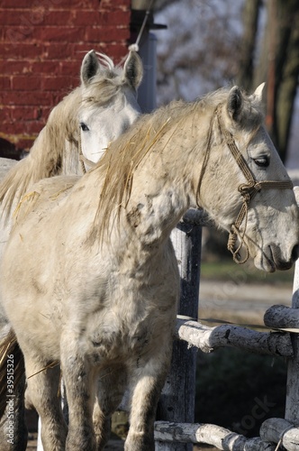 On the horse farm